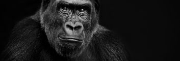 Lowland Gorilla on black background, remixed from photography by Jessie Cohen